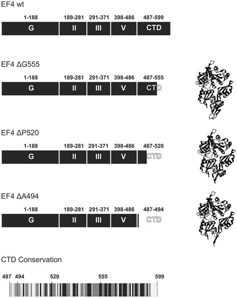 ef  terminal truncation variants structural models