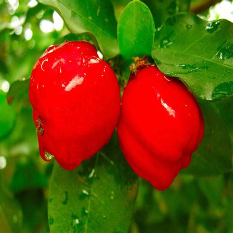 Barbados Cherry -Fruit Plants & Tree | Exotic Flora