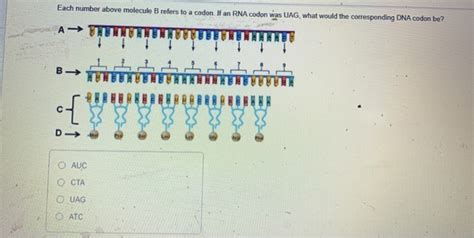 Solved Each Number Above Molecule B Refers To A Codon If An Chegg