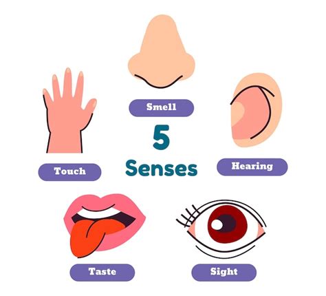 Five Senses Vector Infographic Download Free Vector Art