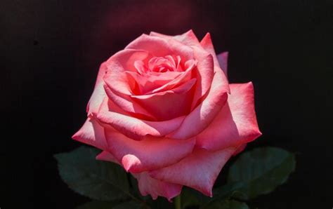 Black Rose Stock Photos, Images and Backgrounds for Free Download