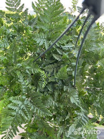 Папоротник Даваллия Хумата Таермани купить в Москве | Товары для дома и ...