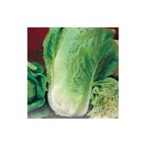 Graines De Laitue Romaine Blonde Maraichere Sur Grainesdefolie