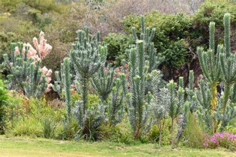 Silver Tree How To Grow Leucadendron Argenteum