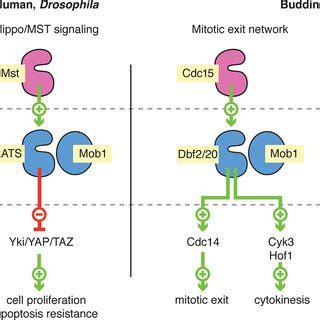 Model For Role Of Mob Binding And HM Phosphorylation In NDR LATS Kinase