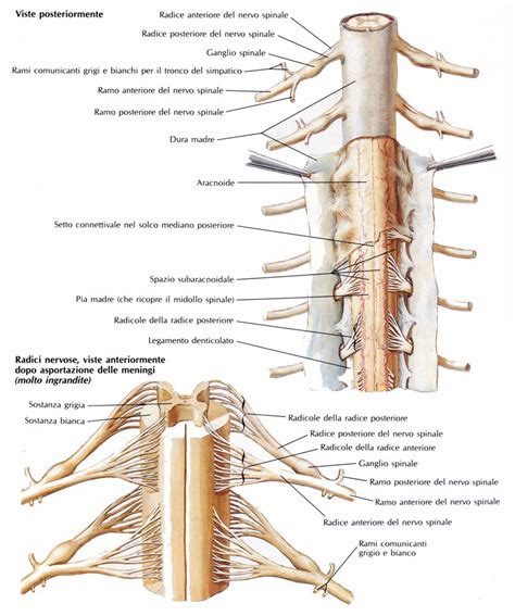 Radici Dei Nervi Spinali Medicinapertutti It