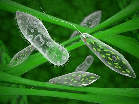 O Que É Protoctista - Reino Protoctista