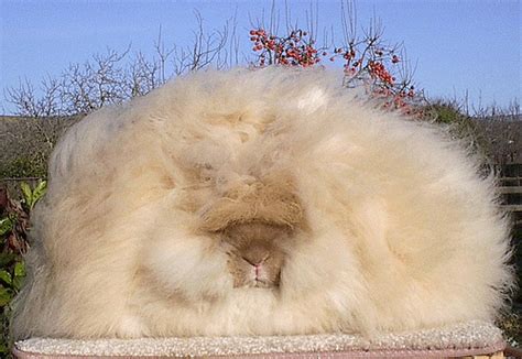 Angora Rabbit