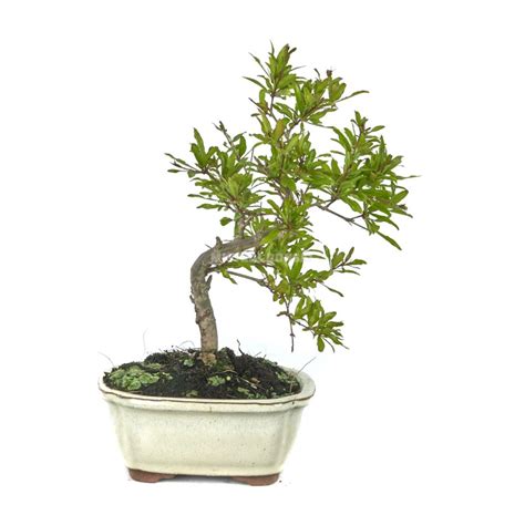 Punica Granatum Bonsai 7 Years Pomegranate Mistral Bonsai
