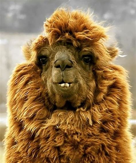 Immagini Di Animali Più Divertenti Animali Divertenti Di Stile Del