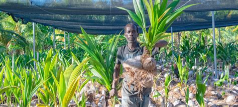 Jamaica Farmers Coconut Seedlings Caribbean Agricultural Research