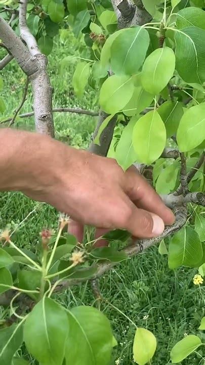 Соблюдай это правило обрезки груши - сохранишь урожай и дерево! Тонкие ...