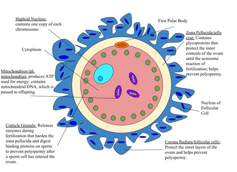 Egg Cell Wikipedia