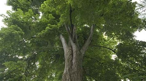 101+ Linden Tree Drooping Branches - Codyewingsg