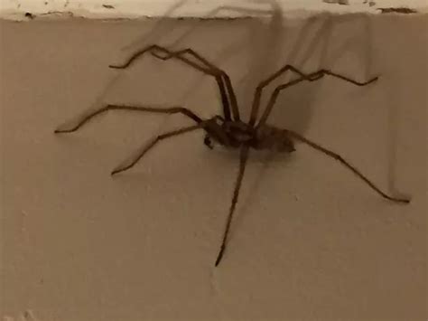 Sex Crazed Spiders Are Invading Your Home But These Simple DIY Tricks Will Keep Them Out