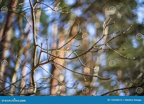 Naked Tree Branches In Late Autumn With No Leaves Stock Photo Image Of Park Summer 133260612