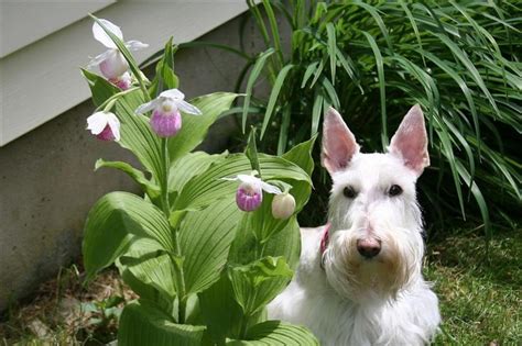 Cute Blonde Scotty In Lady Slippers