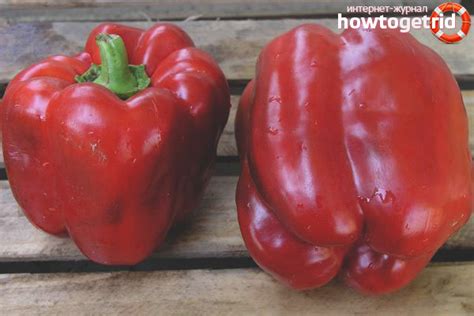 Перец кирилл характеристика и описание сорта фото