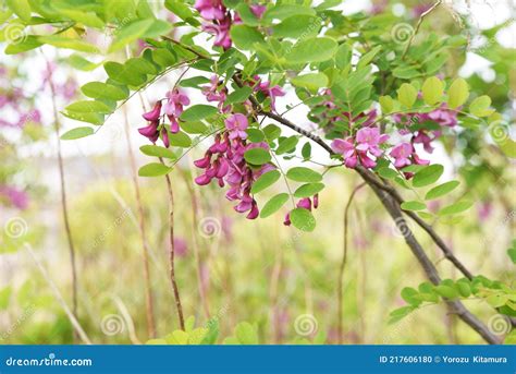 Robinia Pseudoacacia Pseudoacacia Florins Foto De Stock Imagem De