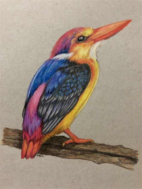 Kingfisher By Gaielxy Colourful Birds Polychromos Artwork Color Pencil