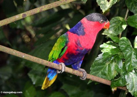 Picture Gallery: rainforest birds