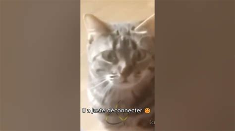 𝔼𝕕𝕚𝕥𝕚𝕠𝕟 ℂ𝕙𝕒𝕥 2 Try Not To Laugh 😂 Chat Foryou Fyp Chatstory Catchallenge Cats Memes