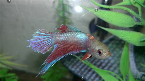 Плавниковая гниль (псевдомоноз плавников): лечение рыбок в общем ...