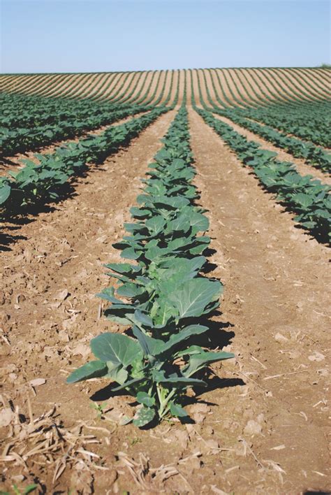 crop  stock photo public domain pictures