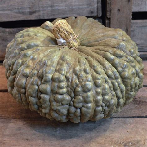 Marina Di Chioggia Seeds Italian Winter Squash Seeds Marina Etsy Uk