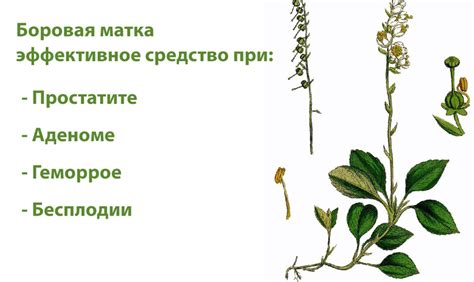 Боровая матка для мужчин - лечебные свойства и противопоказания ...