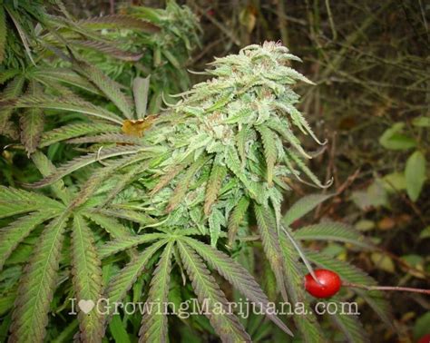 Best Soil Mixture For Outdoor Marijuana Plants