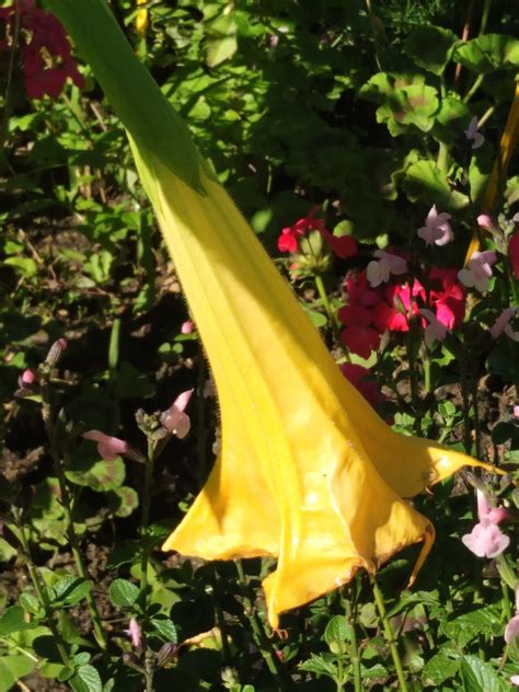 How To Grow Brugmansia arborea | EarthOne