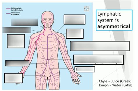 Diagram Of Y1 3 Lymphatics Diagram Showing Organisation Quizlet