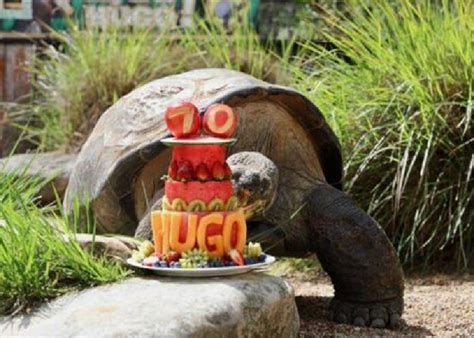 Hugo la tortuga más vieja de los Galápagos cumplió 70 años Amor 91