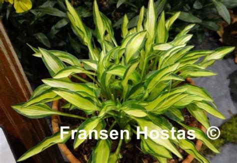Hosta Teeny Weeny Bikini Fransen Hostas