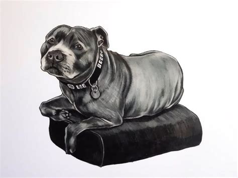 Staffordshire Bull Terrier Art Print Drawing Staffy Wall Etsy Uk