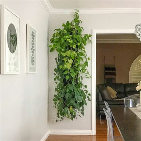 28 Modern Indoor Vine Wall Ideas For Your Home Balcony Garden Web