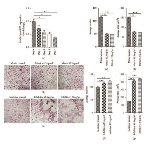 MiR 16 5p Inhibits Osteoclast Formation A Quantification Of