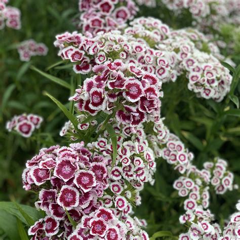Dianthus Barbatus Seeds