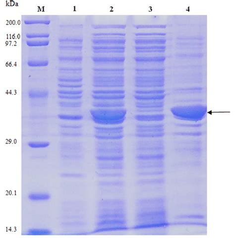 SDSPAGE Analysis Of The Expression Of Protein LIP 948 In BL21 DE3 M