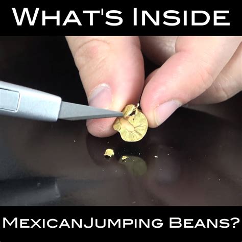 Mexican Jumping Beans | Mexican cuisine | You'll Never Guess What We ...