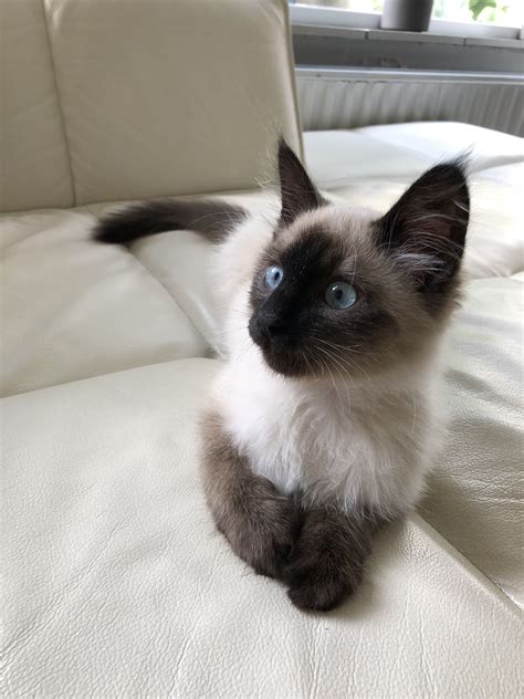 #fluffyandnudie Siberian cat, seal point, neva masquerade | Siberian ...