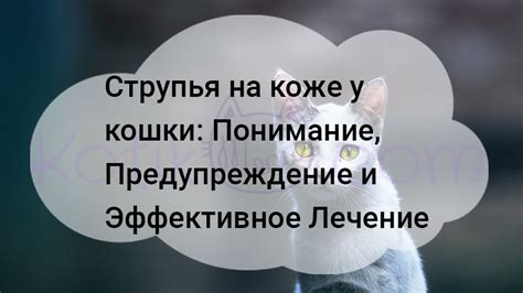 Струпья у кошки в форме проса - Kotikmeow