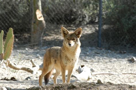 Coyote on habitat at The Living Desert Zoo and Gardens Coyote, Habitats ...