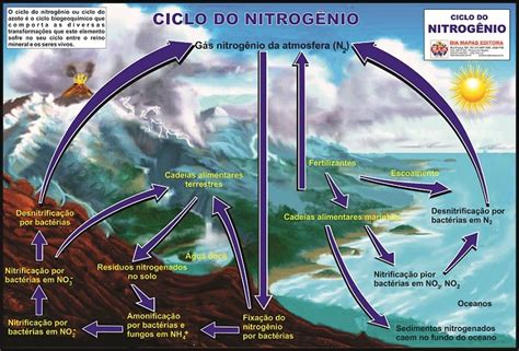 O Que É O Nitrogênio - Painel de Ecologia Ciclo do Nitrogênio Mapas Educativos | LojaApoio