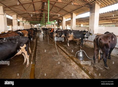 nashik  december  view  mechanised milking  cows