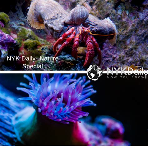 symbiotic relationship hermit crabs  sea anemone nyk daily
