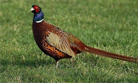 Bernhardsthal, Jagd, Fasanen