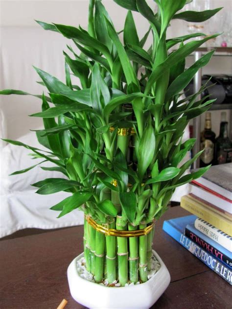 17 Best images about Lucky Bamboo on Pinterest | Bamboo house plant ...