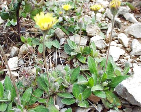 Ястребинка волосистая (Hieracium pilosella L.), лекарственные травы